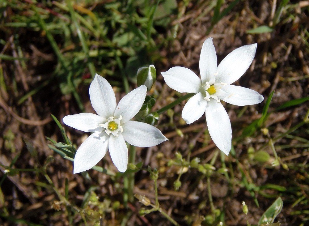 Изображение особи Ornithogalum kochii.