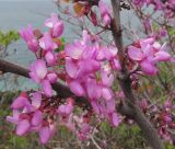 Cercis siliquastrum. Часть ветви с соцветиями. Краснодарский край, м/о г. Геленджик, посадки вдоль трассы Новороссийск - Геленджик. 10.05.2015.