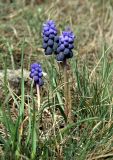 Muscari neglectum