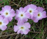 Phlox sibirica. Цветки. Якутия (Саха), южные окр. г. Якутска, холмы. 11.06.2012.