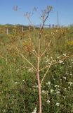 Ferula songarica