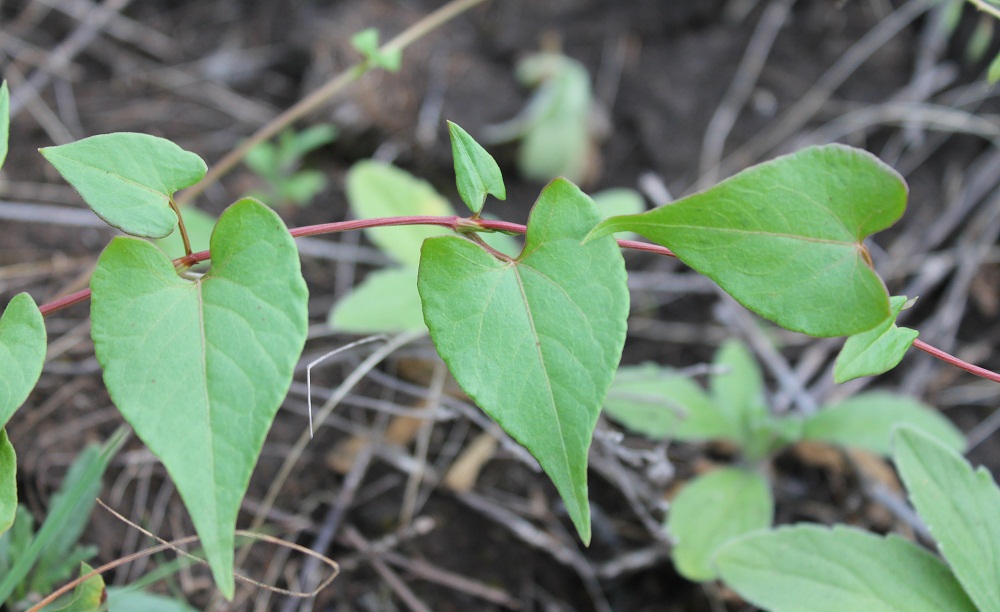 Изображение особи Fallopia convolvulus.