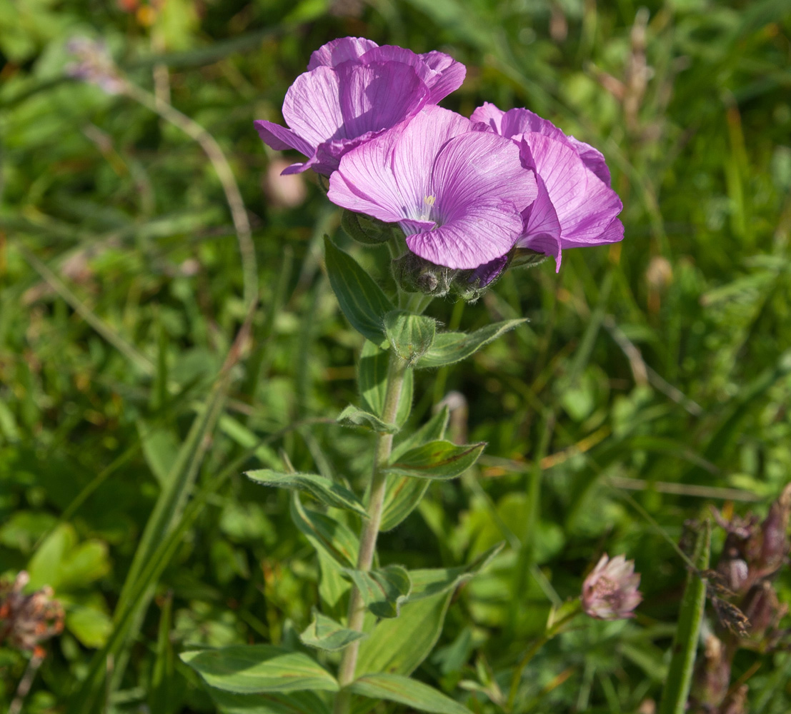 Image of Linum hypericifolium specimen.