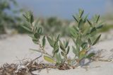 Polygonum maritimum