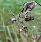 Lithospermum officinale