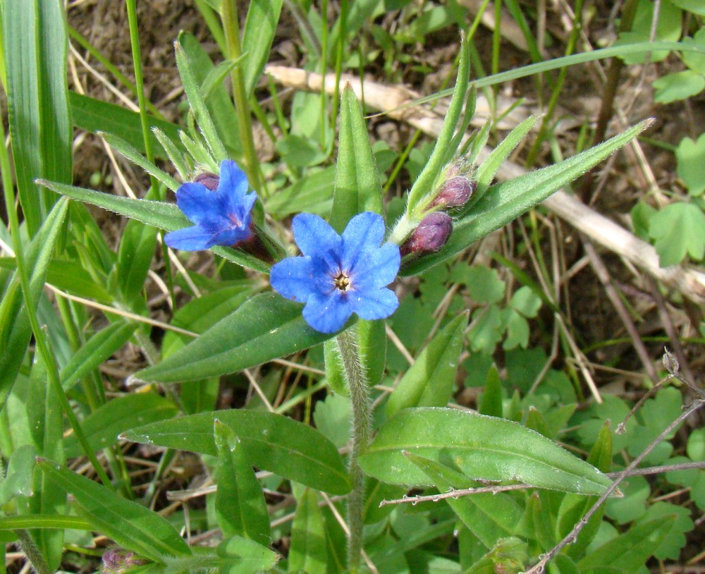 Изображение особи Aegonychon purpureocaeruleum.