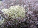 Cladonia uncialis. Кустистые подеции в окружении кладоний из группы C. rangiferina s. lat. Кольский п-ов, Восточный Мурман, окр. пос. Туманный, берег оз. Хирвасное, каменистая лесотундра с Betula. 26.08.2008.