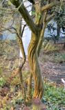 Poncirus trifoliata. Нижние части стволов и скелетных ветвей. Бельгия, г. Антверпен, ботанический сад (Den Botaniek). Декабрь.