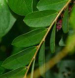 Phyllanthus pulcher