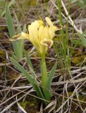 Iris pumila