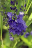 Veronica teucrium