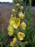 Verbascum densiflorum. Часть соцветия. Ростовская обл., Усть-Донецкий р-н, станица Нижнекундрюченская, пустырь. 25.06.2017.