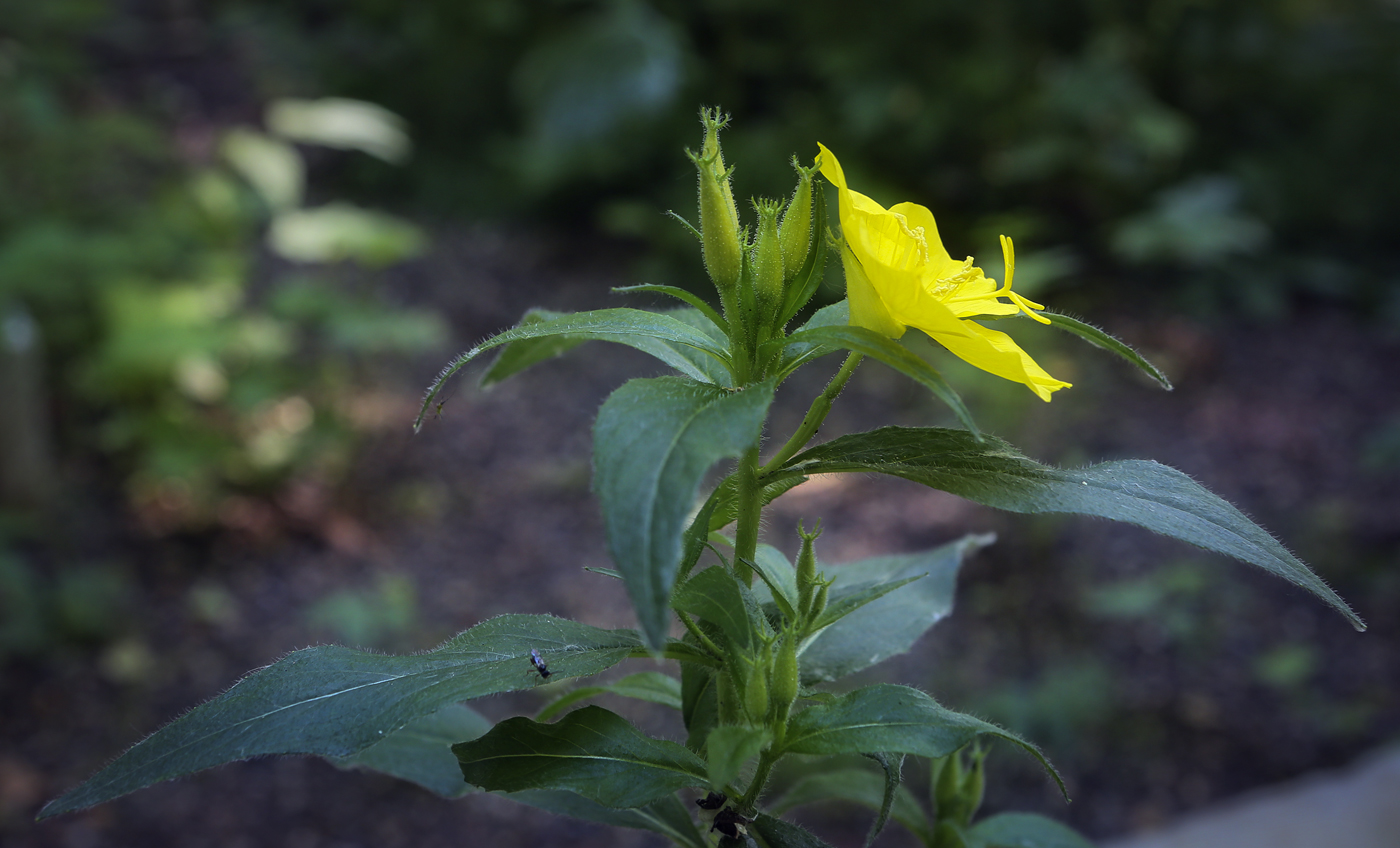 Изображение особи Oenothera pilosella.