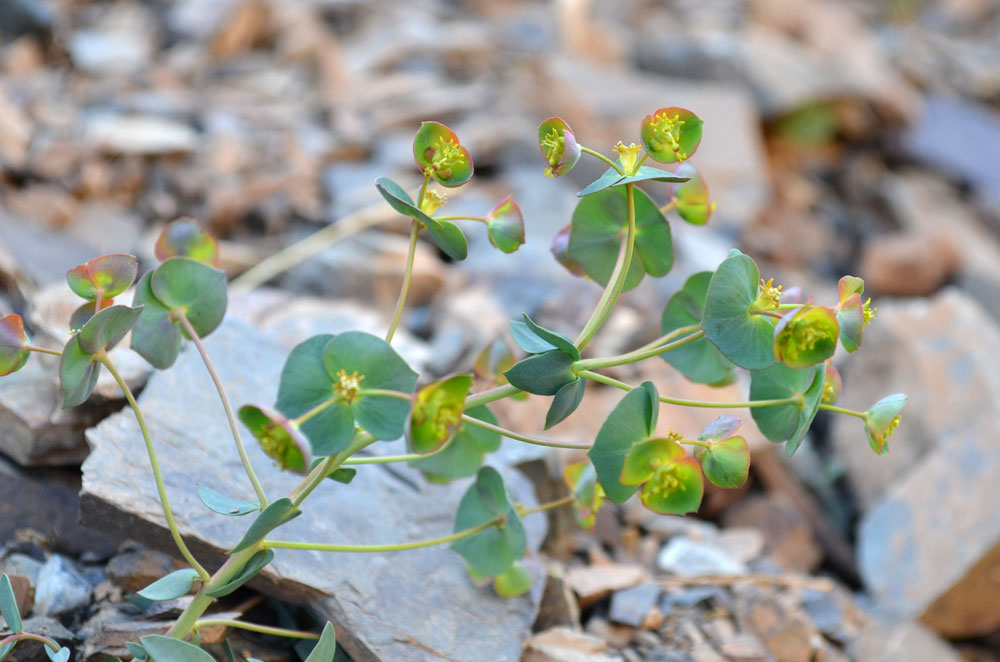 Изображение особи Euphorbia talassica.