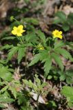 Anemone ranunculoides