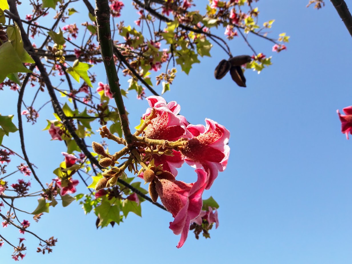 Изображение особи Brachychiton discolor.