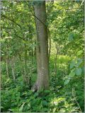 Alnus incana. Ствол взрослого дерева. Чувашия, окр. г. Шумерля, перелесок возле Низкого поля. 30 мая 2010 г.