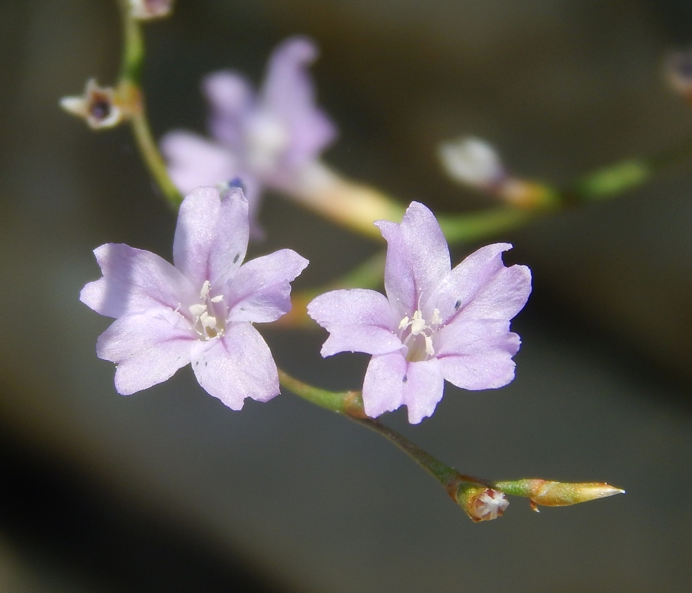 Изображение особи Limonium anfractum.