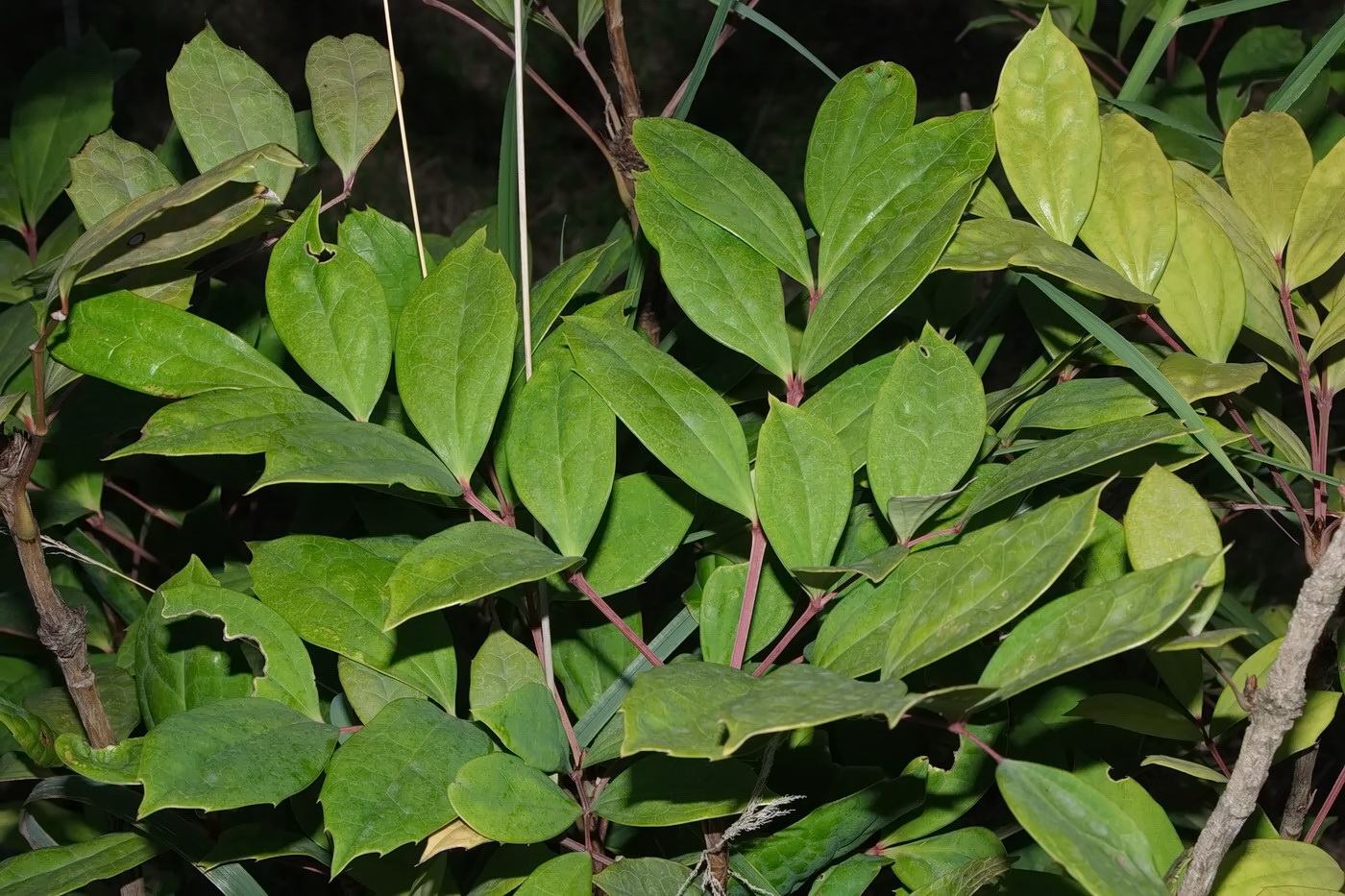 Изображение особи род Mahonia.