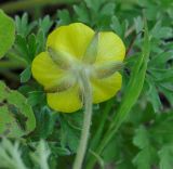 Ranunculus millefolius