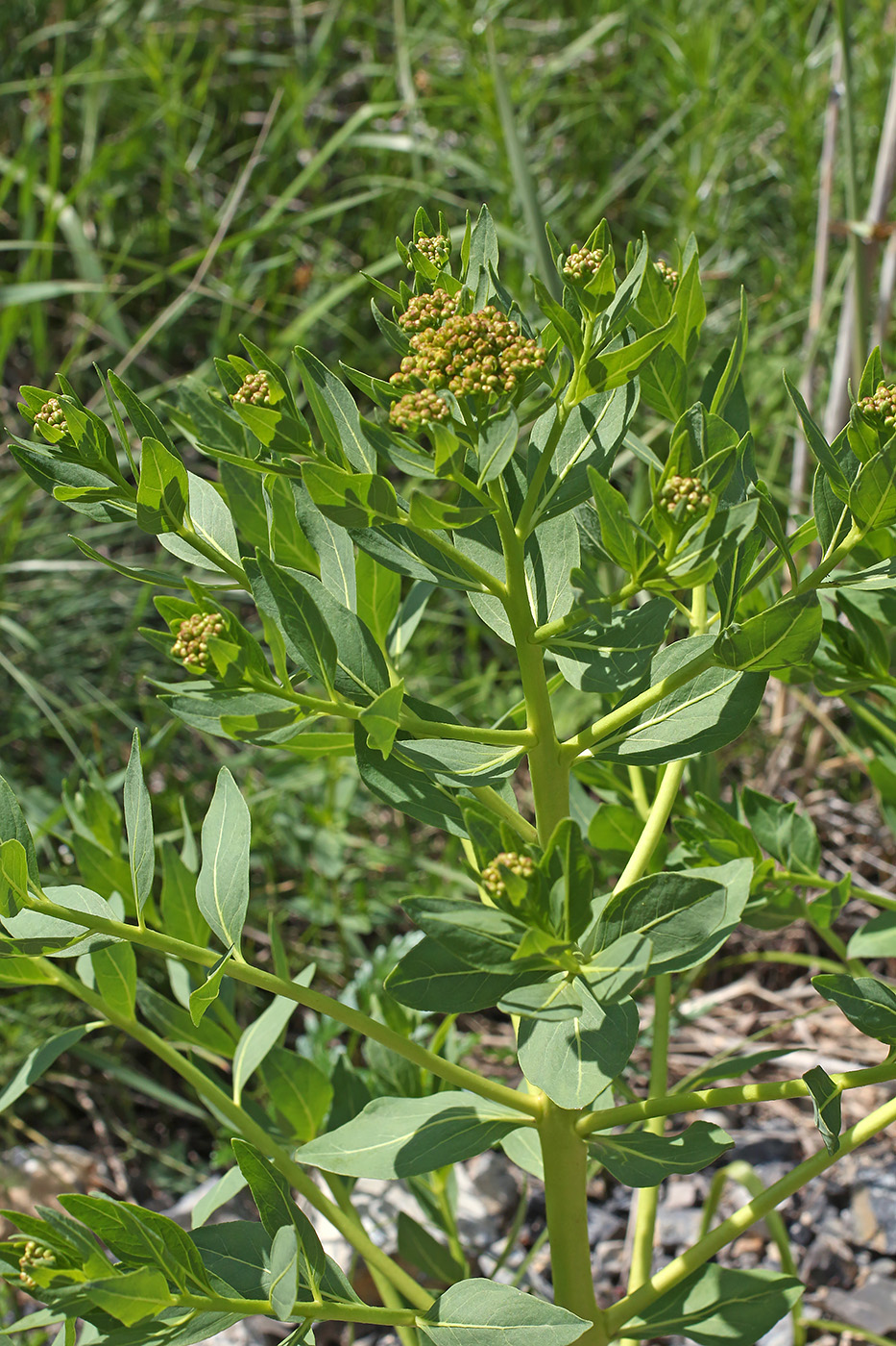 Изображение особи Haplophyllum latifolium.