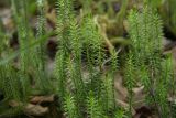 Lycopodium annotinum