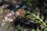 Stemmacantha uniflora