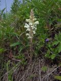 Pedicularis venusta. Цветущее растение. Магаданская обл., Ольский р-н, Ольское шоссе, разнотравный луг близ дороги. 09.07.2019.