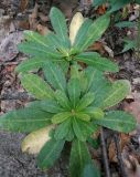 Euphorbia amygdaloides