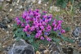 Oxytropis intermedia