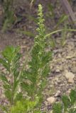 Artemisia japonica. Верхушки побегов (вегетирующих и с нераскрывшимися соцветиями). Сахалинская обл., Томаринский р-н, окр. г. Томари, обрывистый правый берег правого притока р. Томаринка вблизи синтоистского храмового комплекса, щебнистое обнажение. 29.07.2017.