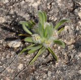 Plantago cretica