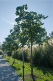 Celtis australis. Молодые деревья. Краснодарский край, МО город-курорт Сочи, Адлерский р-н, м-н Адлер, междуречье р. Мзымта и р. Псоу, Имеретинская низменность, Орнитологический парк. 9 октября 2019 г.