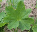 Alchemilla baltica