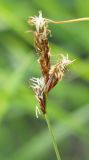 Carex praecox. Соцветие. Окраина г. Донецк, склон степной балки. 15.05.2021.