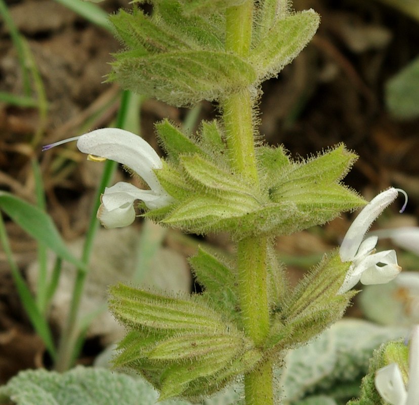 Изображение особи Salvia xanthocheila.