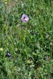 Papaver stevenianum