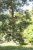 Quercus myrsinaefolia. Ветви взрослого дерева. Абхазия, г. Сухум, Сухумский ботанический сад, в культуре. 14.05.2021.