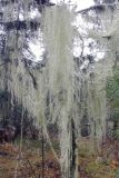 Usnea longissima