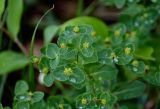 Euphorbia jenisseiensis