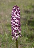 Orchis подвид caucasica