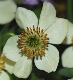 Anemonastrum villosissimum