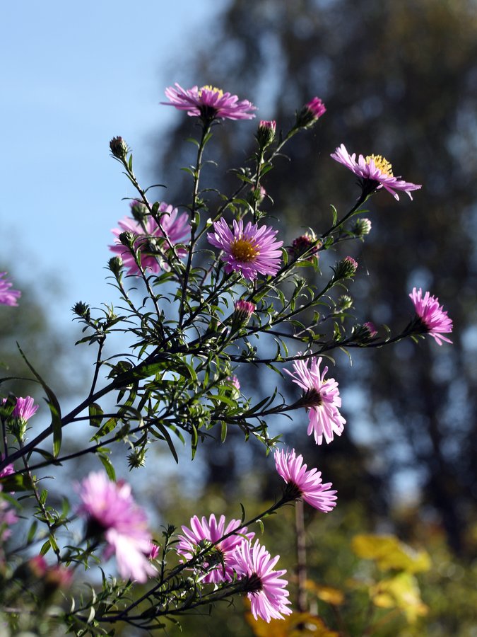 Изображение особи Symphyotrichum &times; versicolor.