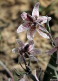 Rhinopetalum karelinii. Цветки. Москва, в культуре из окр. Аральска. 03.05.2007.