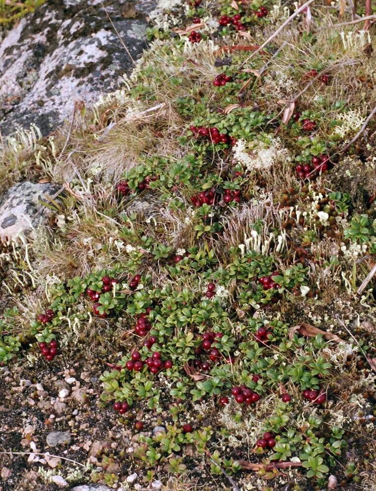 Изображение особи Vaccinium vitis-idaea var. minus.