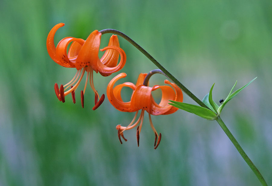 Изображение особи Lilium debile.