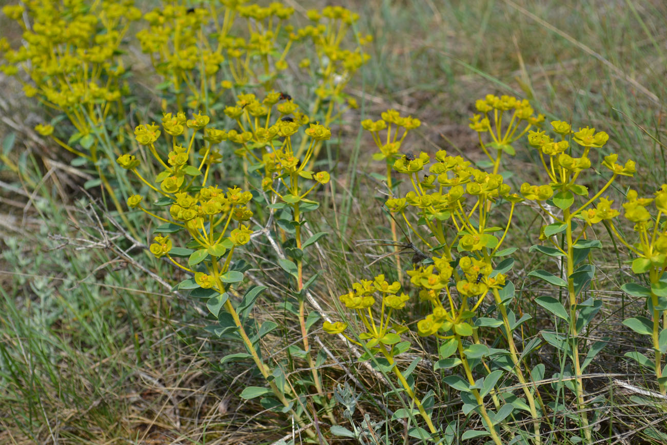 Изображение особи Euphorbia goldei.