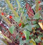 Solanum villosum