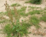 Rumex thyrsiflorus. Растение на пляжной части высокого прируслового вала р. Луги. Лужский р-н Ленинградской обл., середина июня.