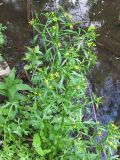 Ranunculus sceleratus